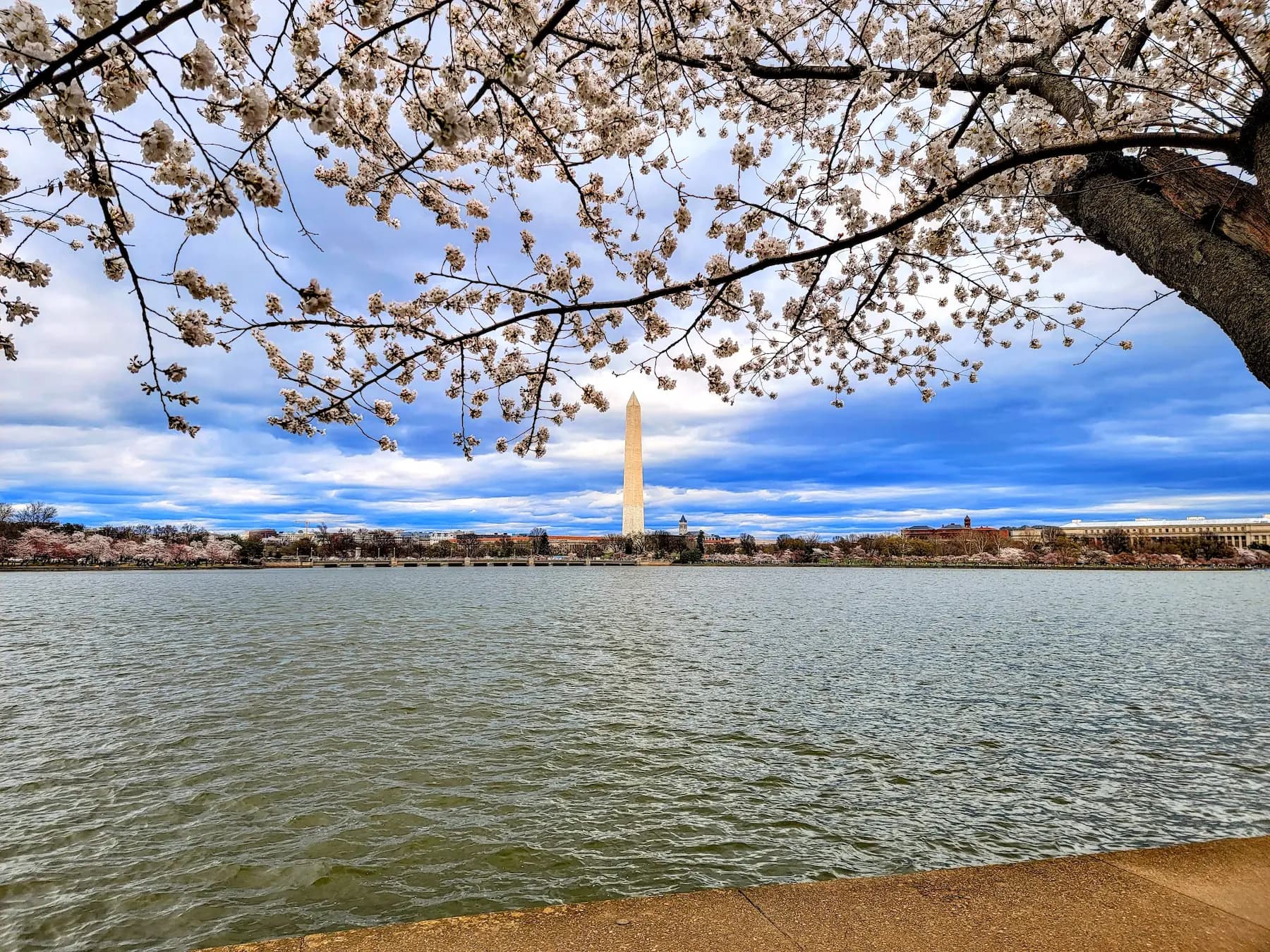 Cherry blossoms along the water in Washington, DC